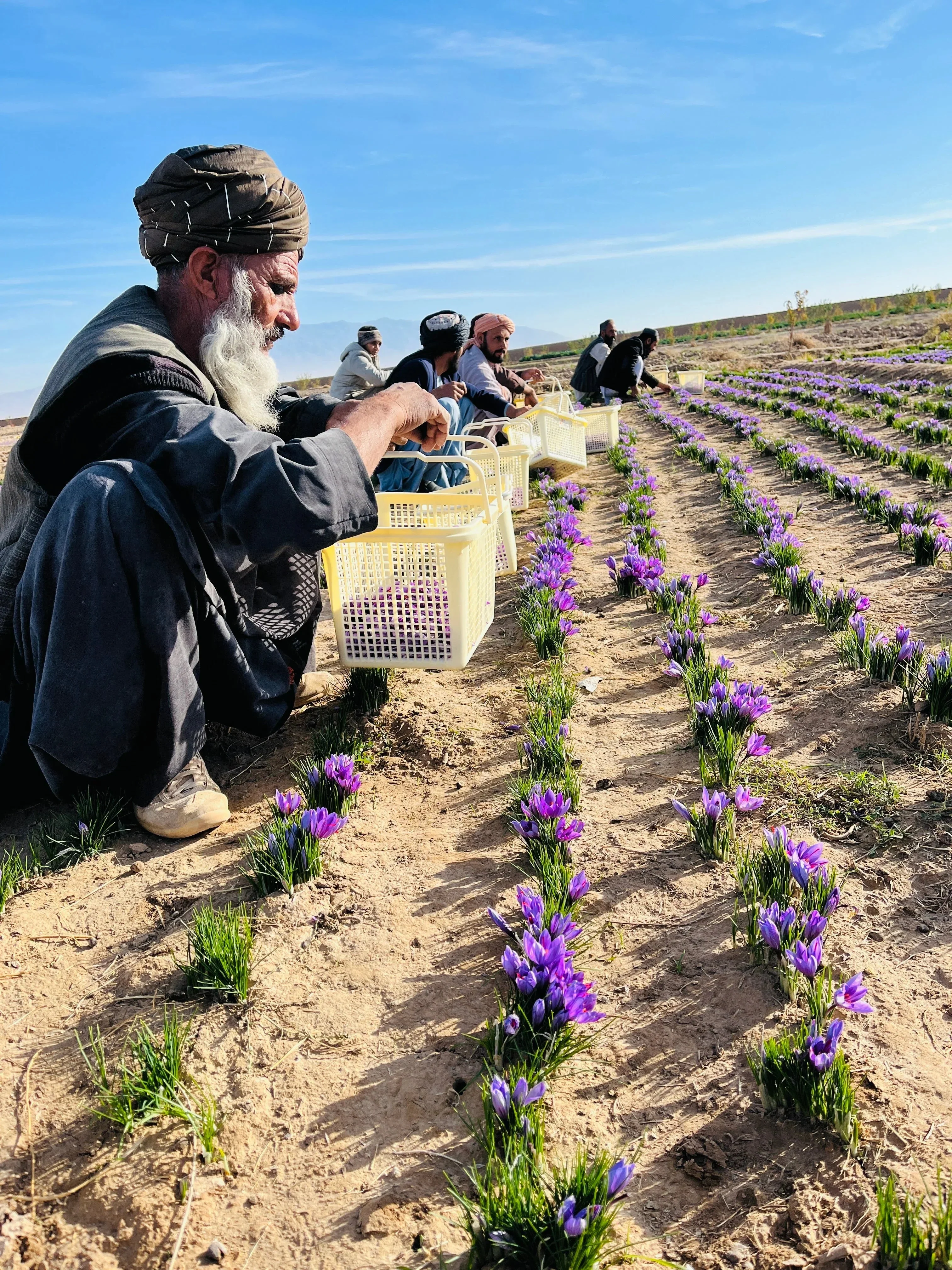 10 Grams (0.3 Oz) Heray Afghan Saffron Extra Class Premium Super Negin Quality - Image 13