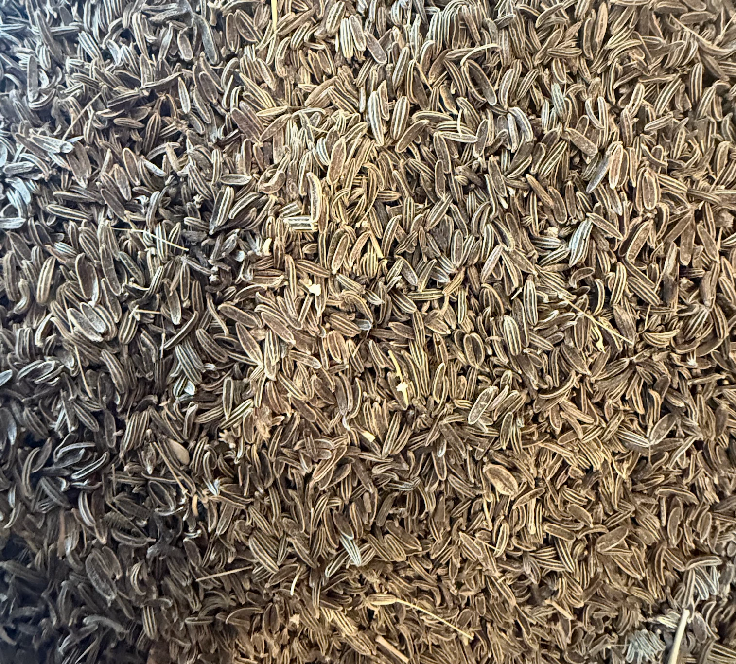 Afghanistan Wild Mountain Cumin - Image 4