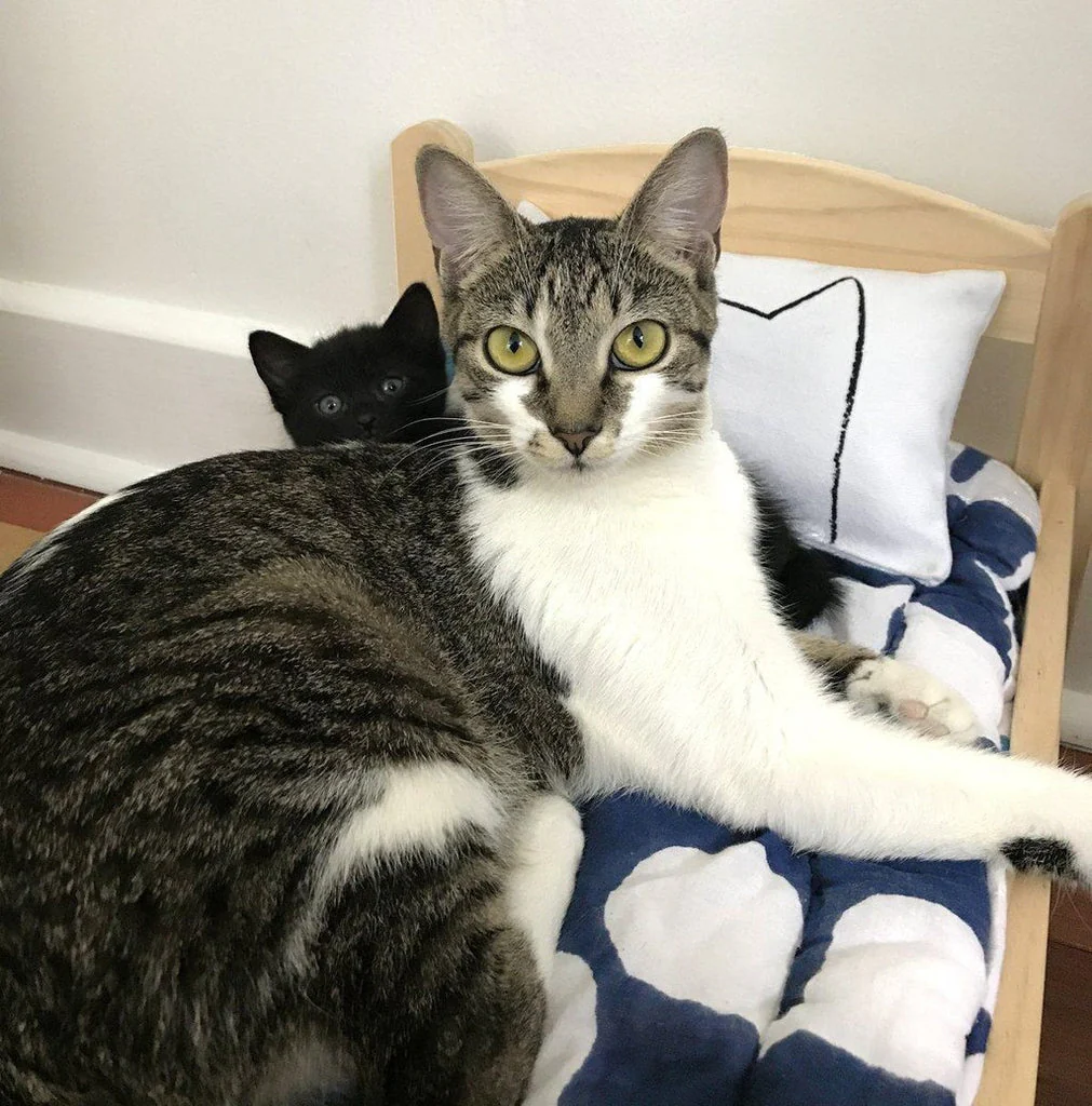 Cat Kicker Bed Pillow Catnip Kicker Toy - Image 10