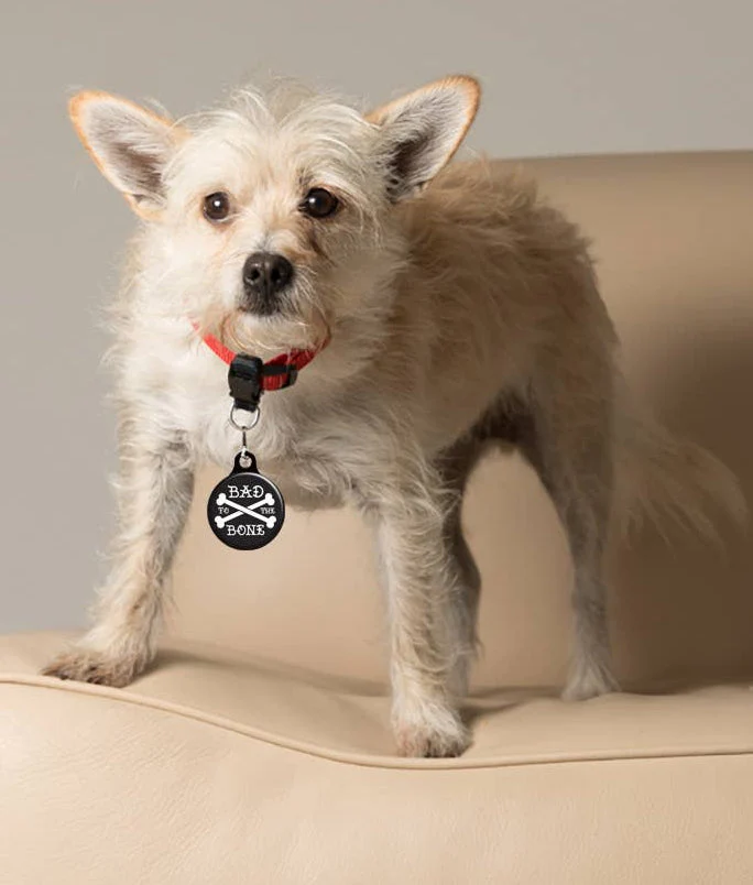 Collar Charm: Funny Sarcastic Dog & Cat Collar Charms - Image 2