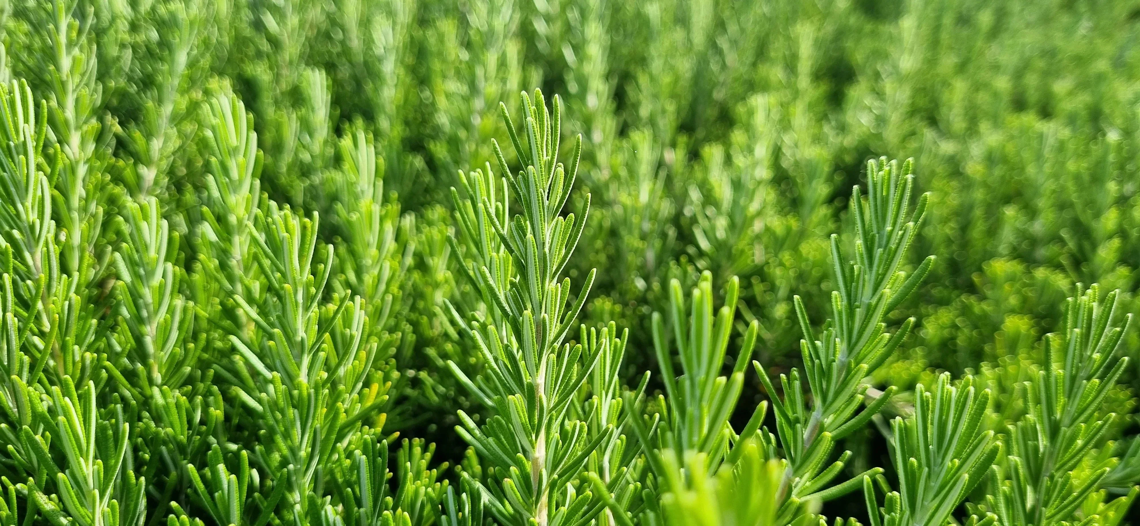 Green Rosemary Needles - Moroccan Harvest - Image 4