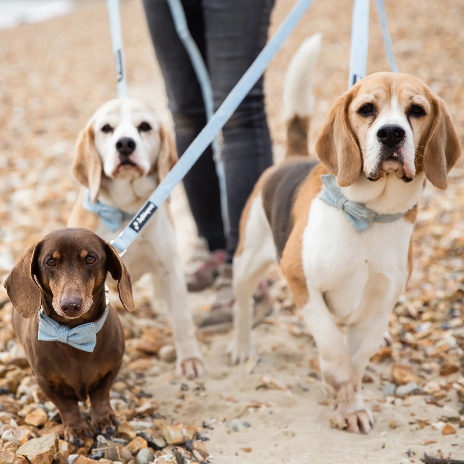 Hemp & Organic Cotton Eco Dog Lead - Large - Image 5