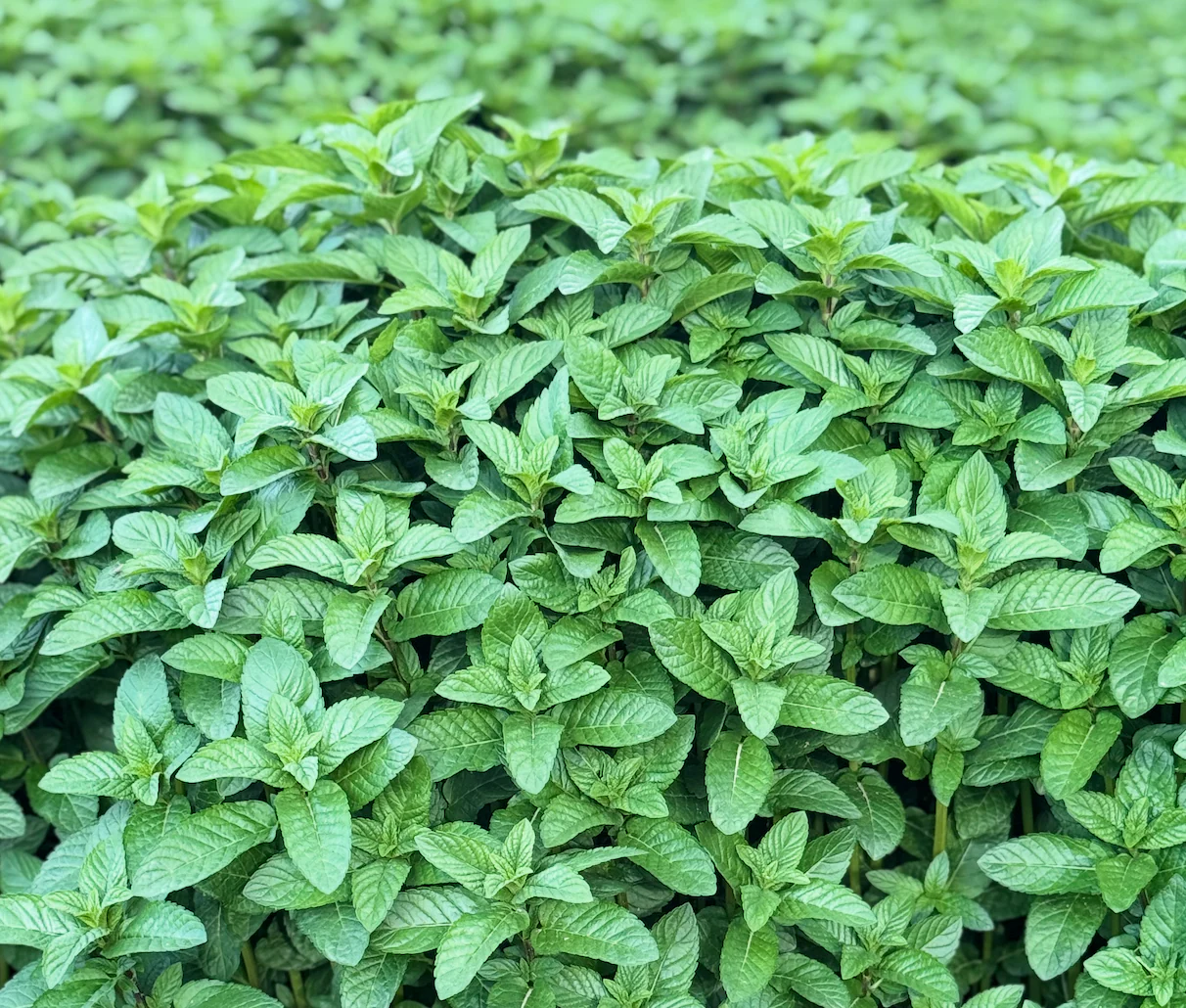 Herati Mint Leaves Extra Aromatic - Single Origin - Image 2