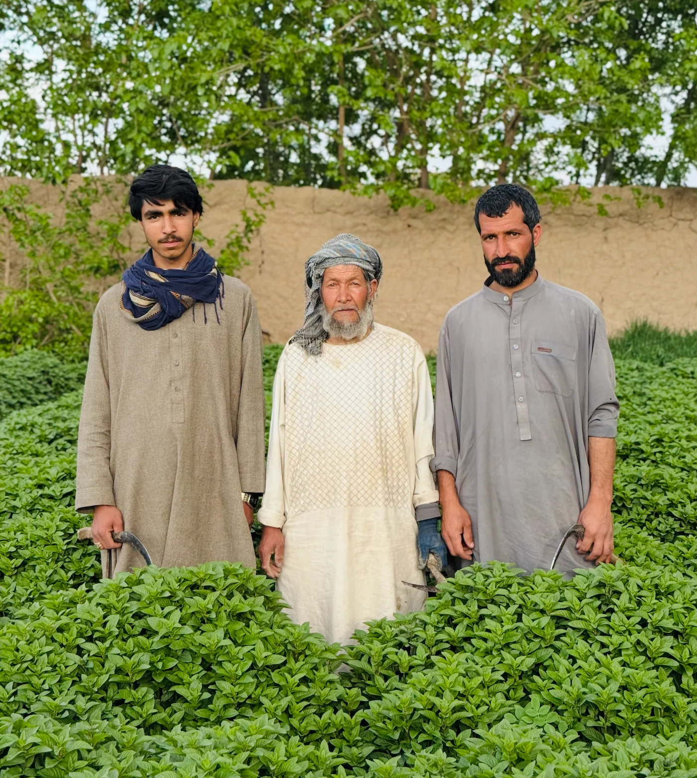 Herati Mint Leaves Extra Aromatic - Single Origin - Image 6