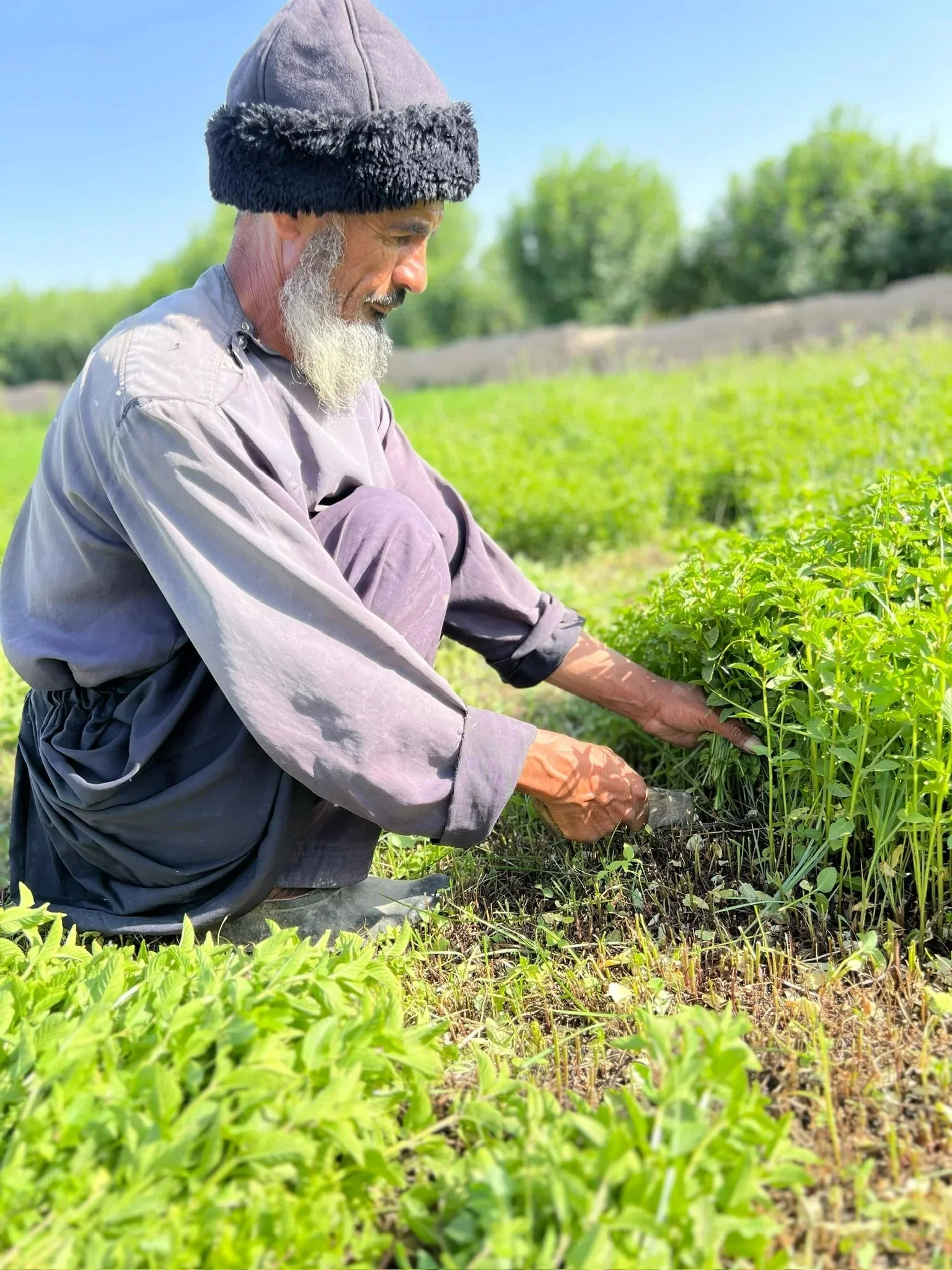 Herati Mint Leaves Extra Aromatic - Single Origin - Image 7