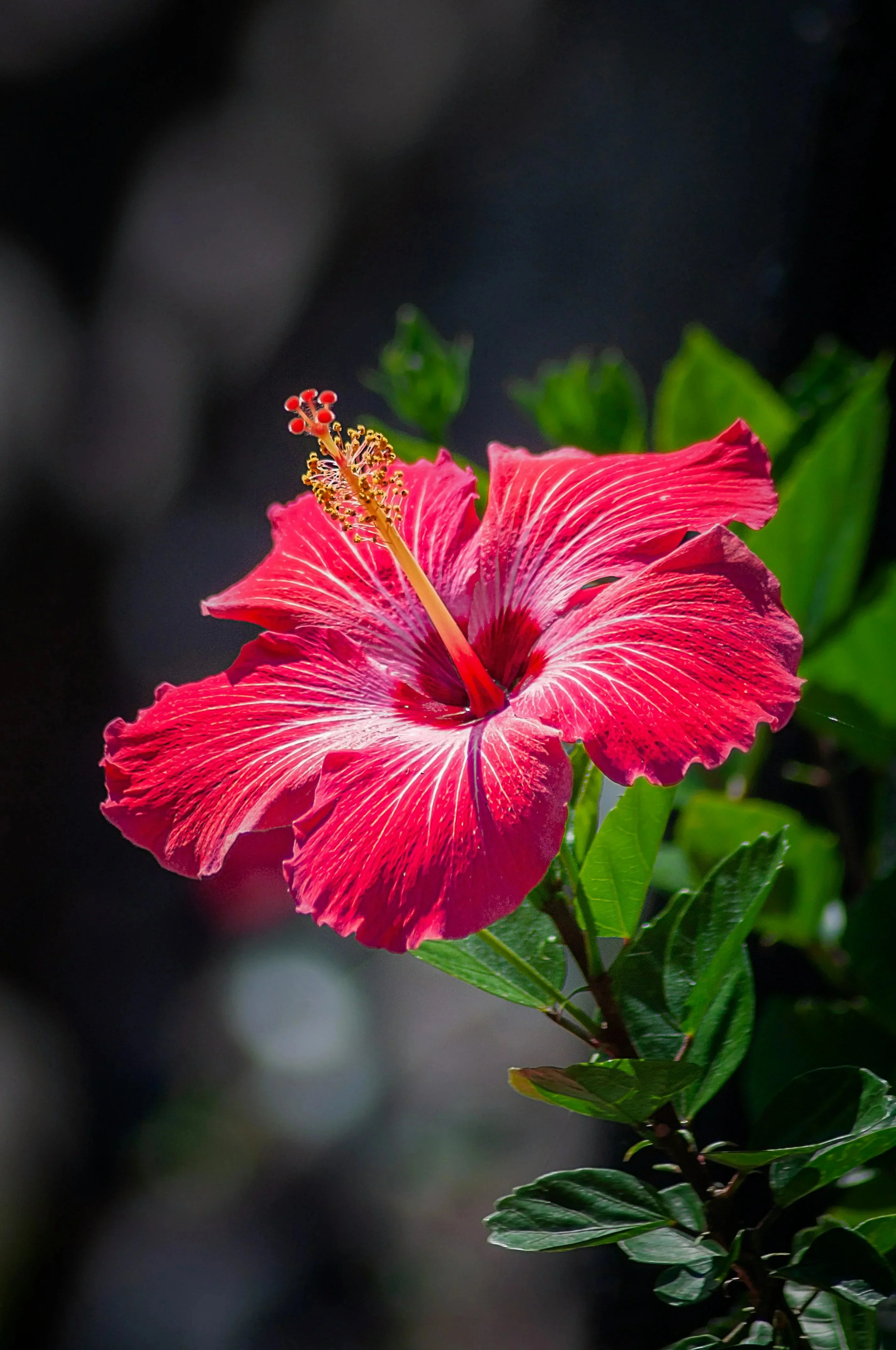 Hibiscus Flower (Gole Khatme) Cut and Sifted Flower (C/S) (0.5 LB) - Image 3