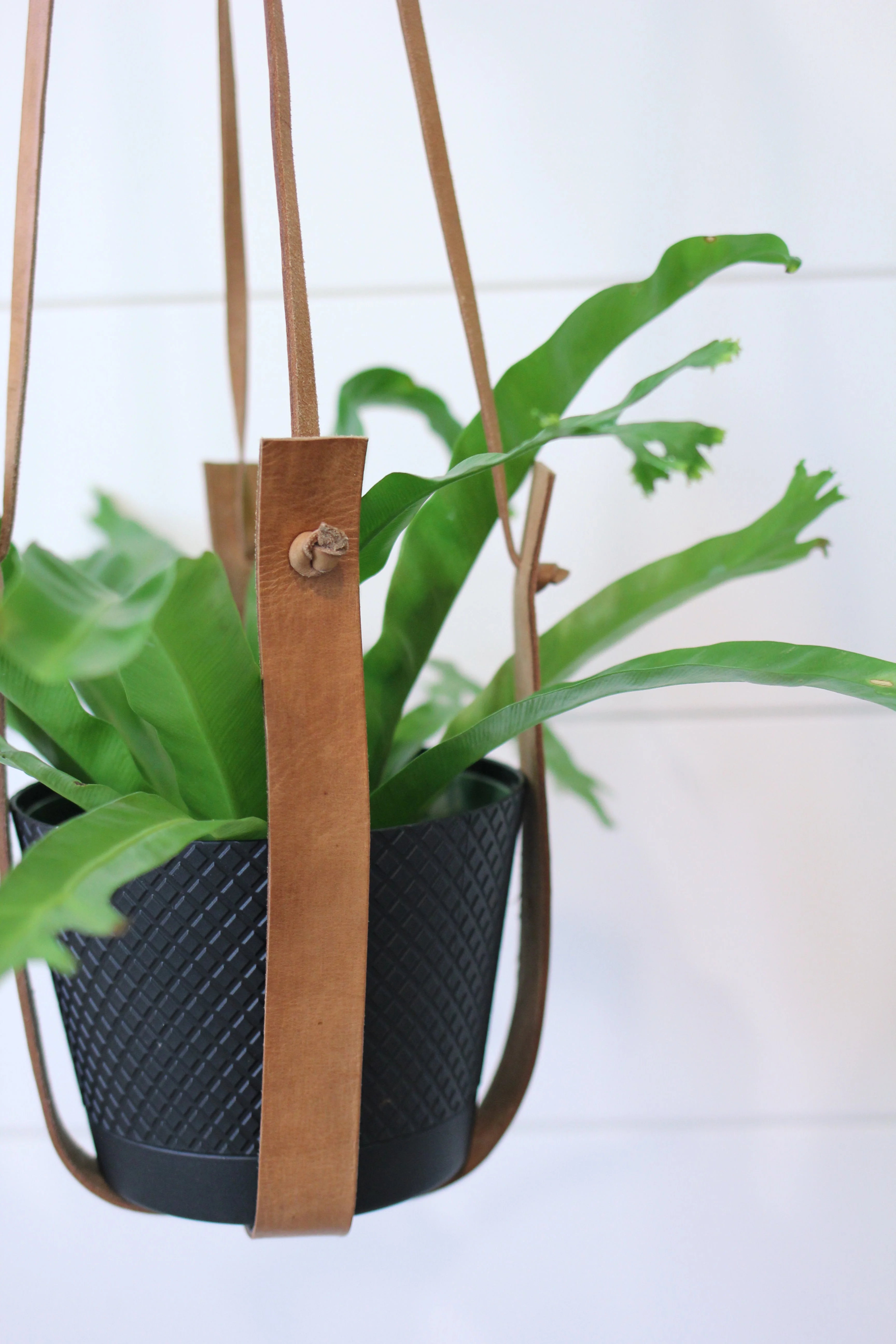 Large Flourish Leather Plant Hanger - Image 2