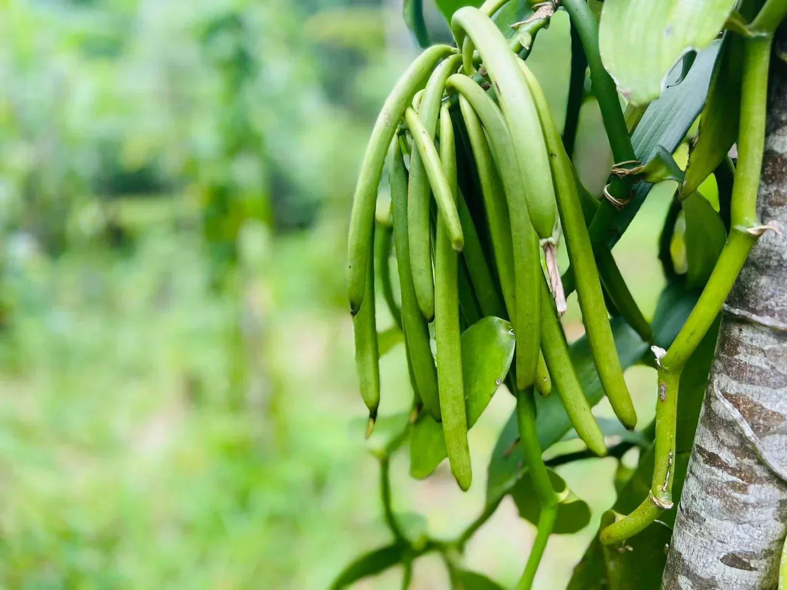 Madagascar Vanilla Beans 1 lb ~ (125 Grade A Pods) - Image 2