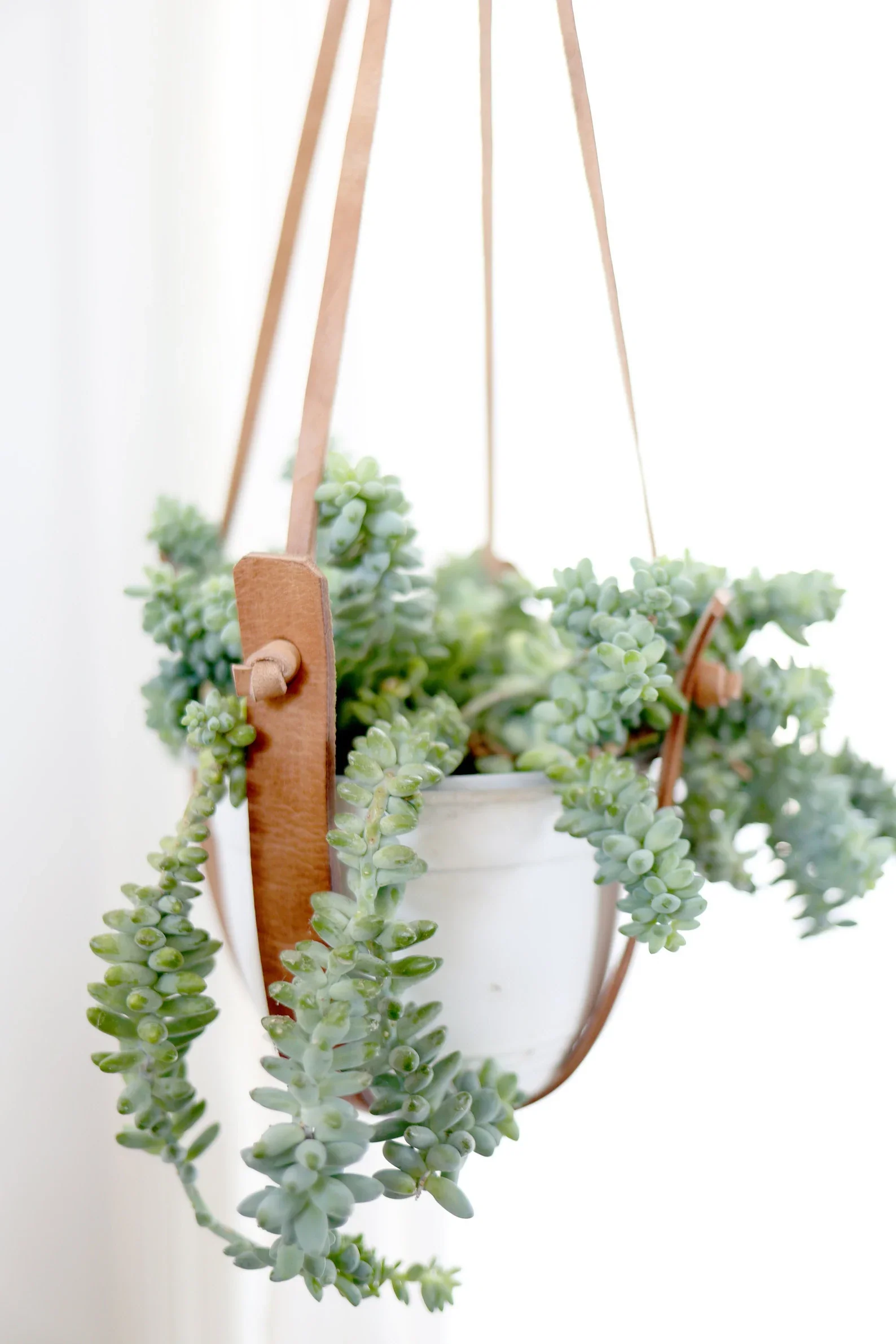 Small Flourish Plant Hanger - Image 2
