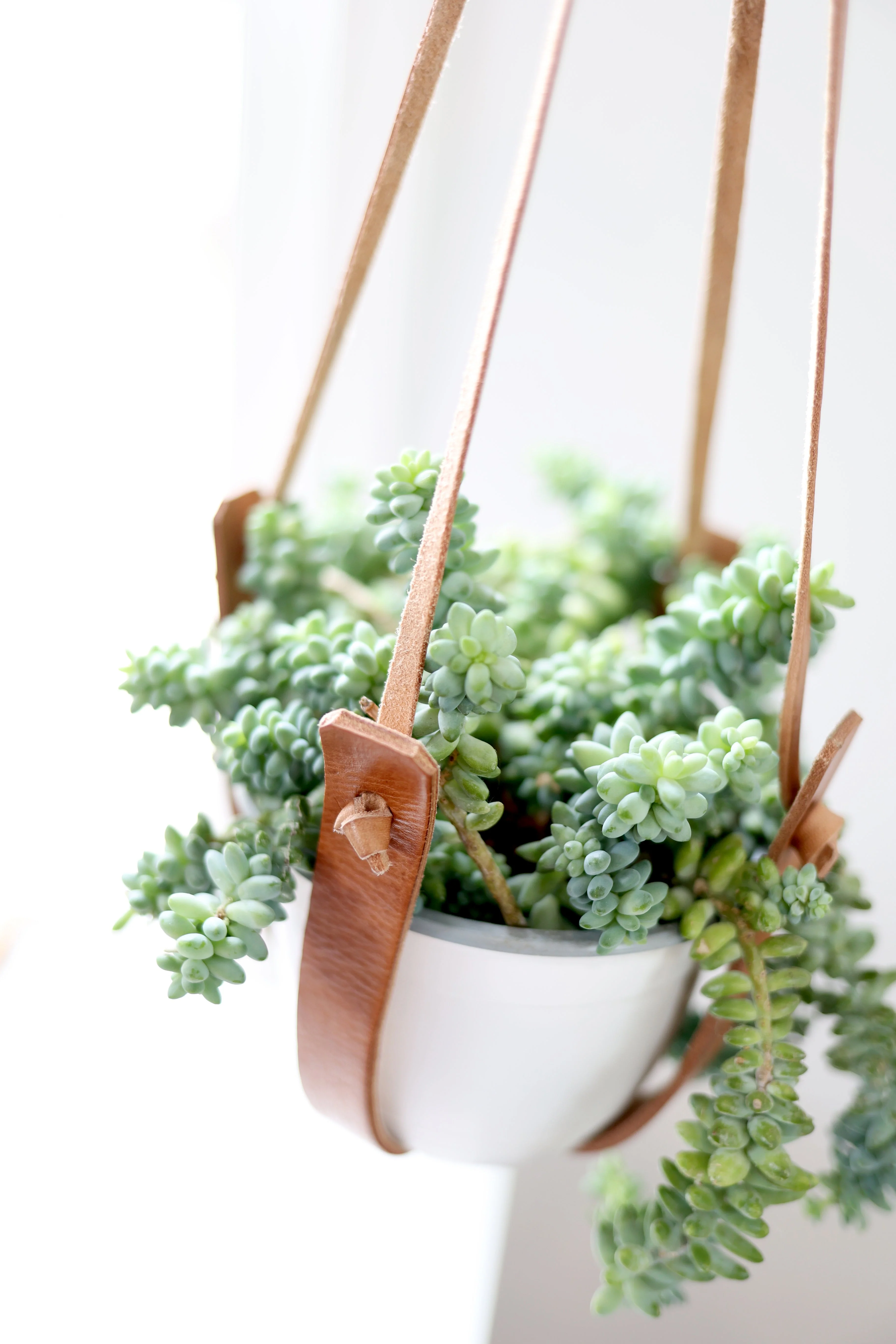 Small Flourish Plant Hanger - Image 4