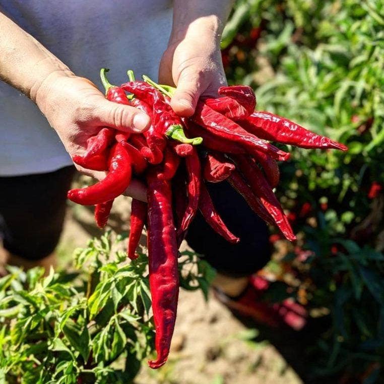 Smoked Pimenton Paprika - Single Origin Spice & Seasoning - Image 3