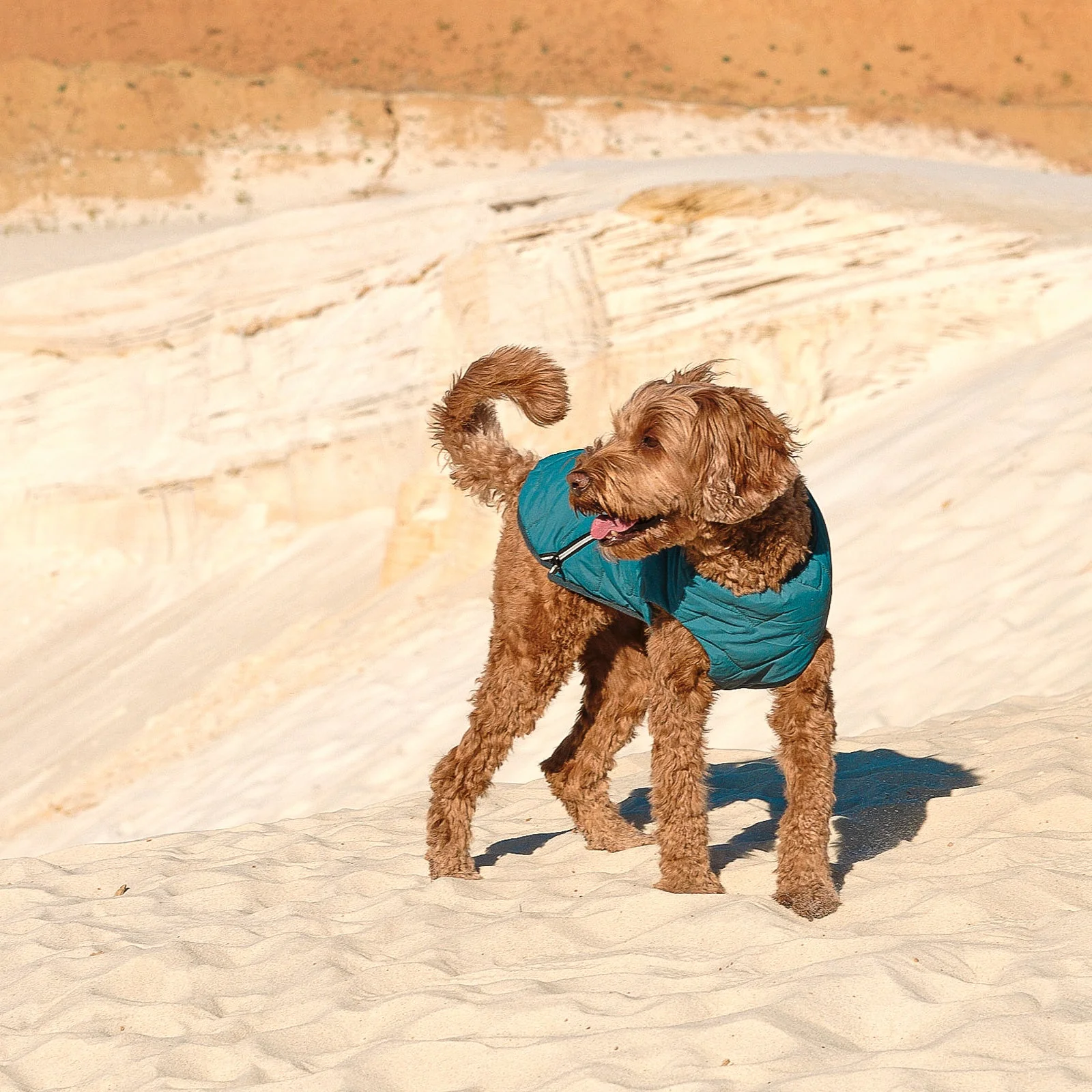 Sustainable Eco-Friendly Dog Jacket / Vest - Made in Ukraine - Image 9