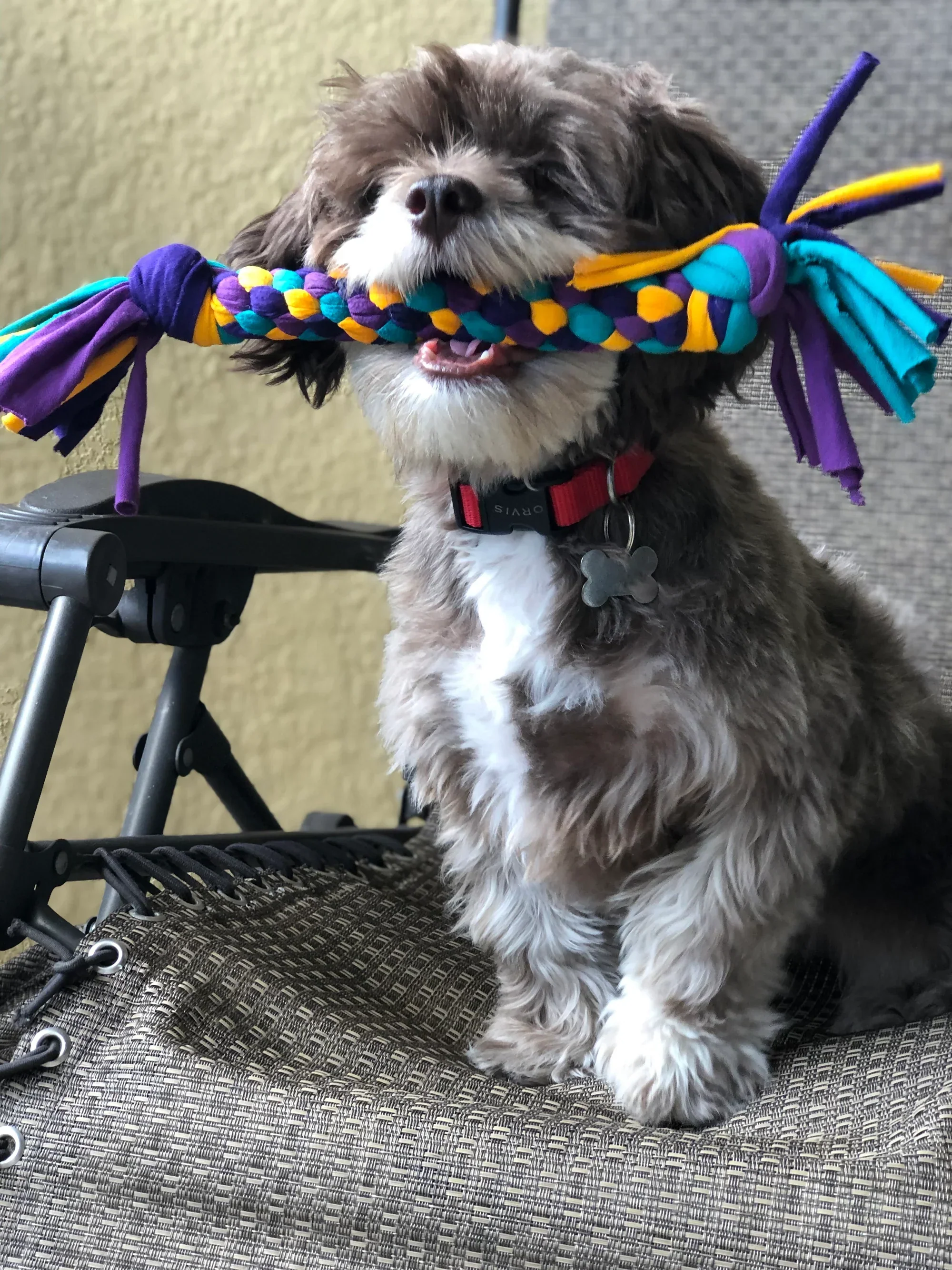 Tee-Bone Dog Toy - Image 5
