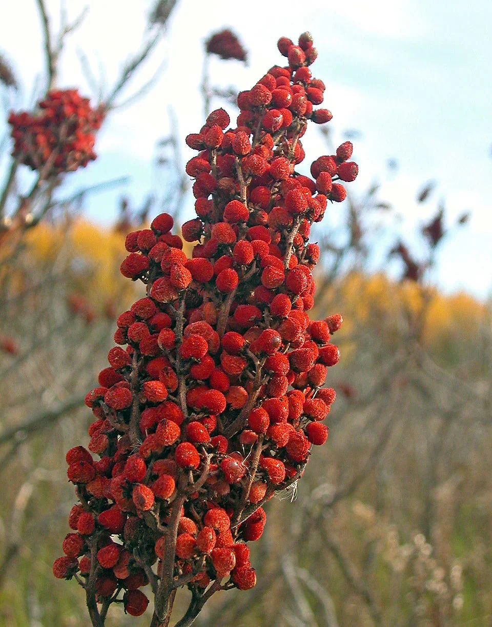 Urfa Sumac Best Quality - Image 3