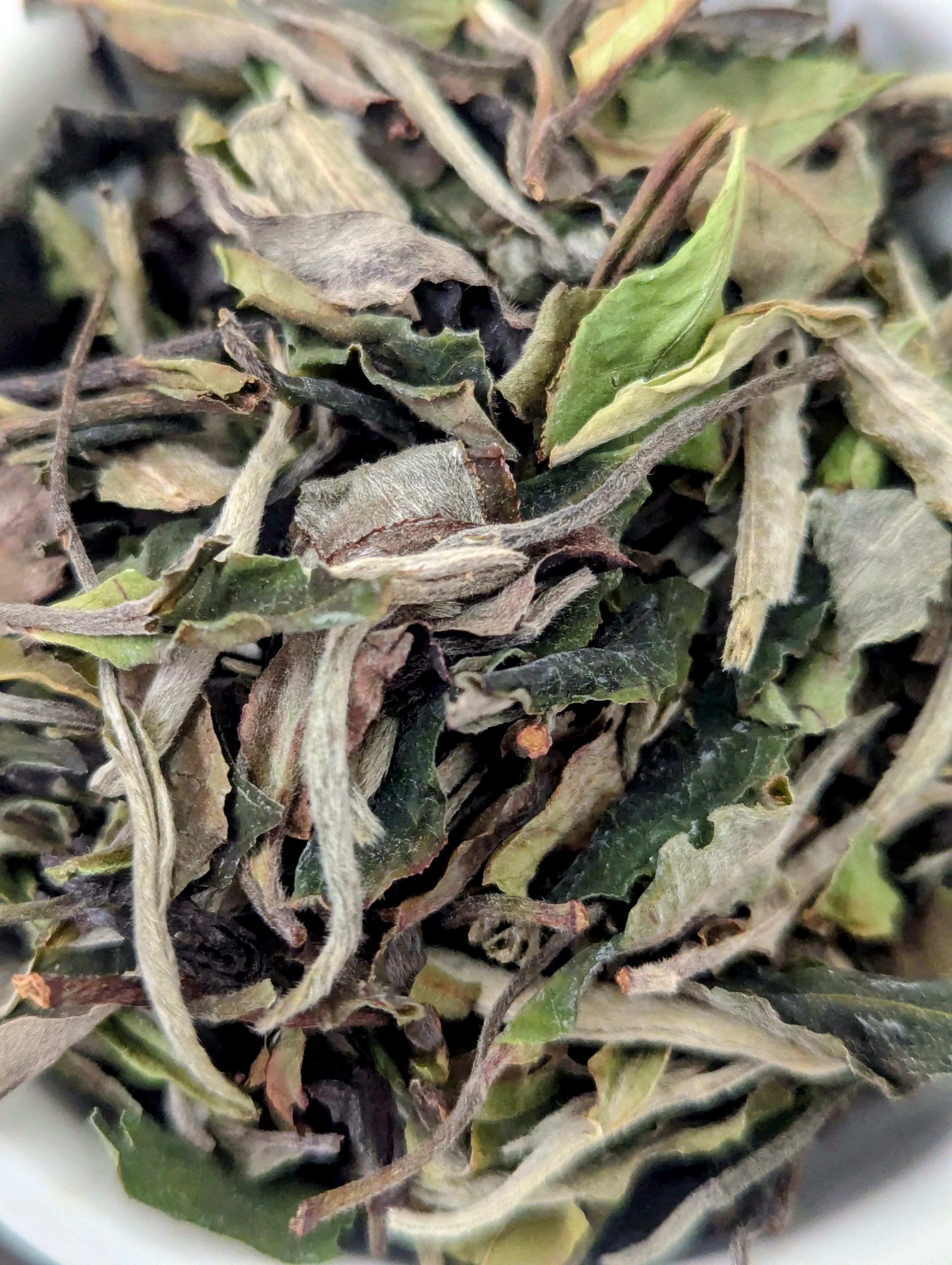 White Peony - Bai Mu Dan - Image 2